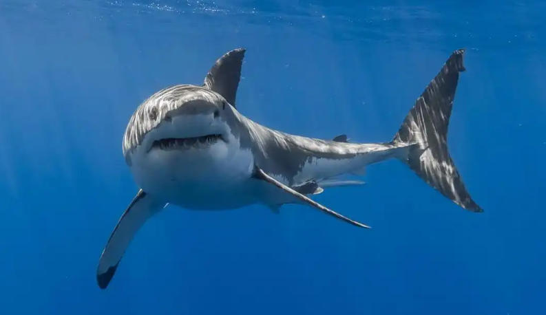 上海瑞科华阀业科技有限公司轮播图2